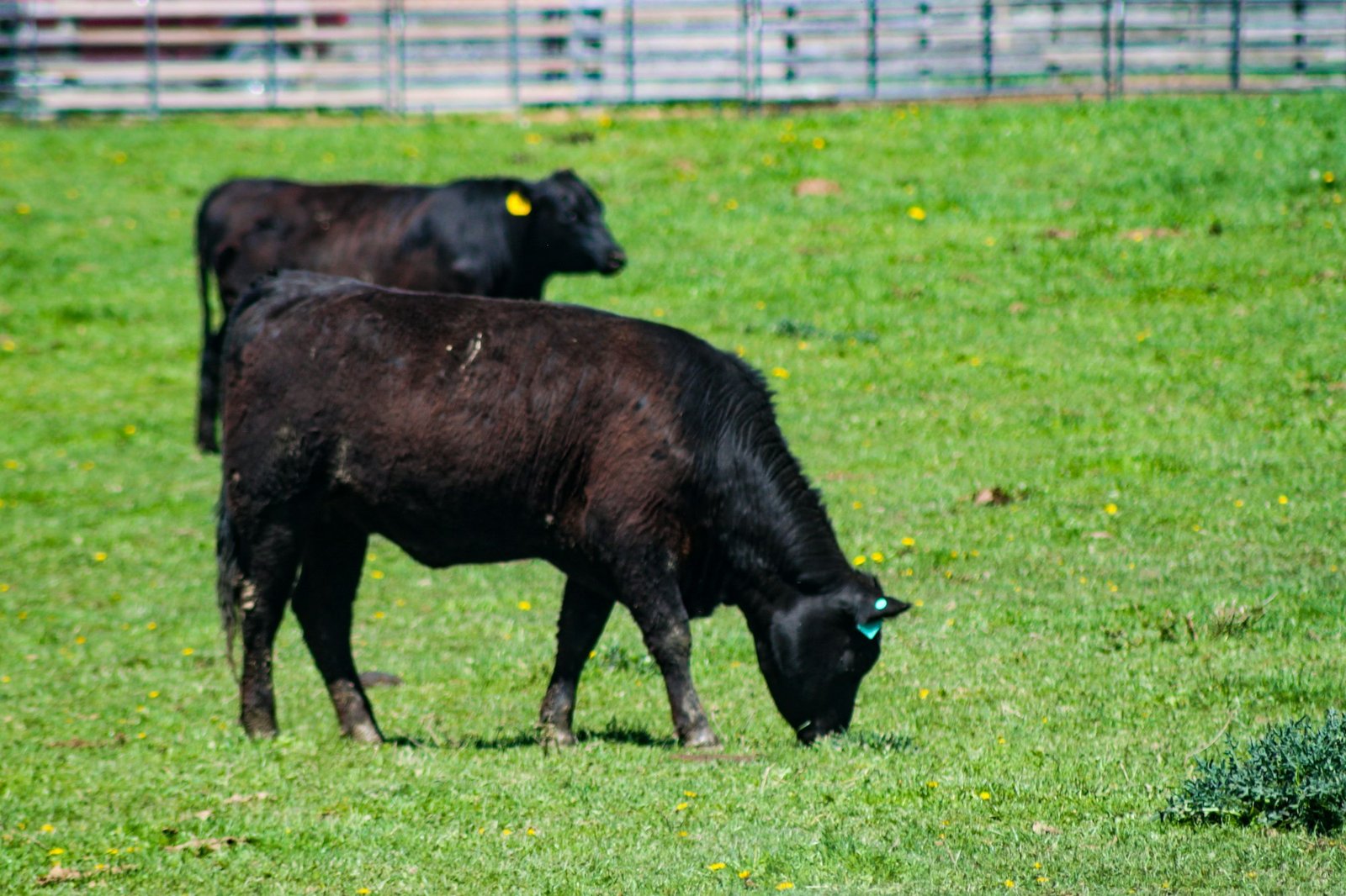 Black Grass Fed Beef Cow Grazing