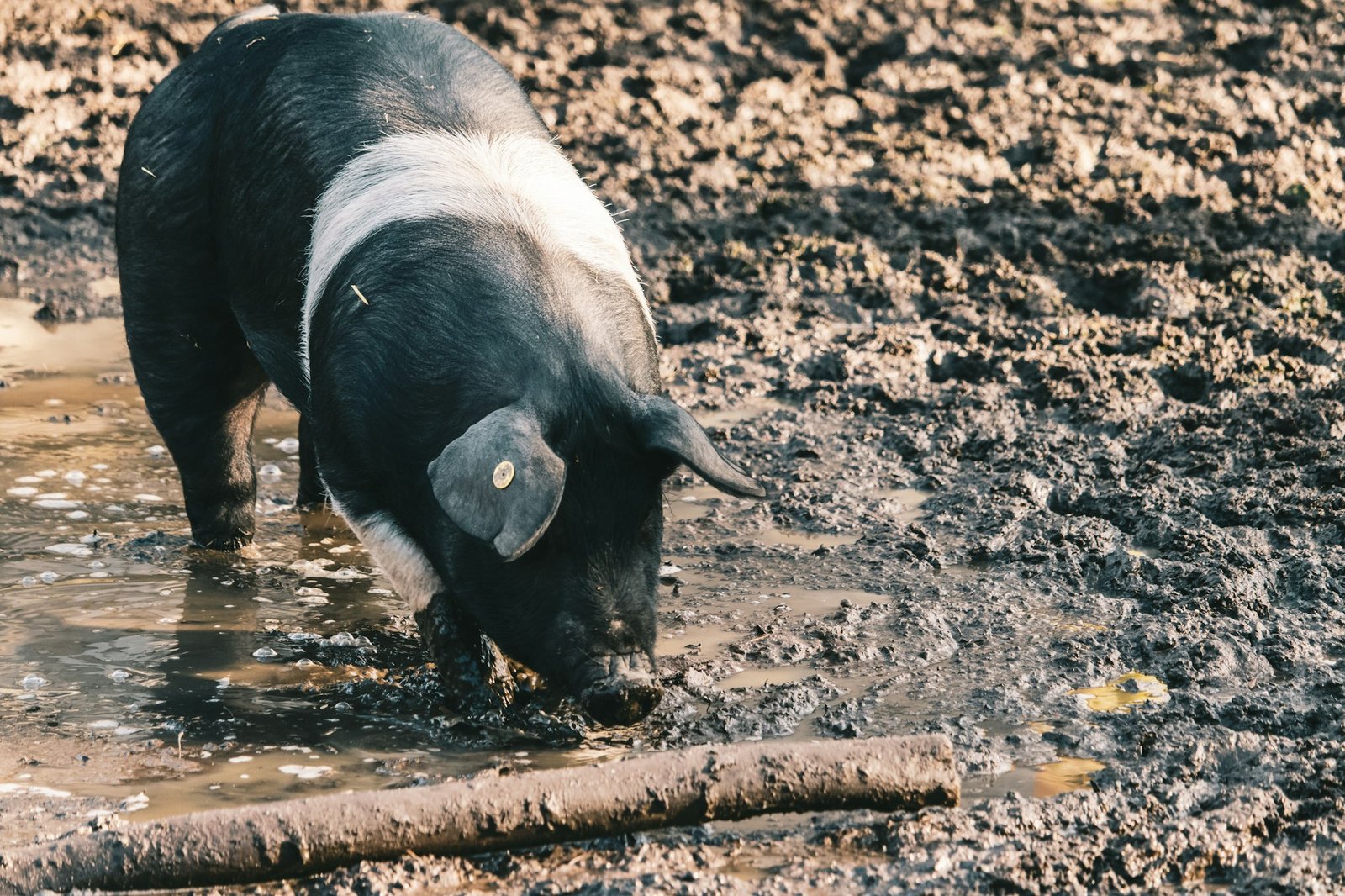 High angle shot of a farm pig with a visible ear tag foraging for food on a muddy ground near a log