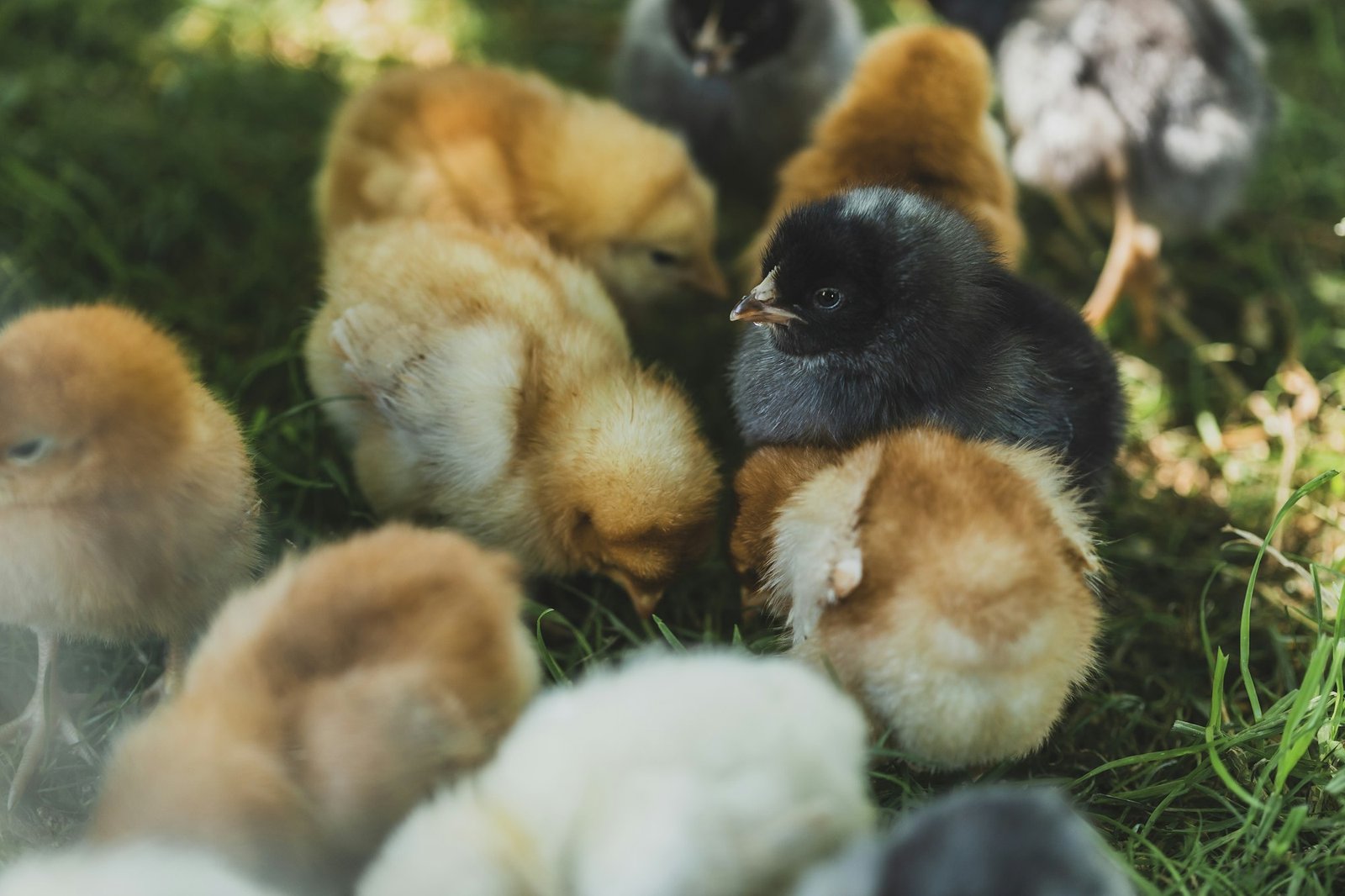 Little Chicken on a Green Grass on Organic Farm